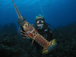 Caribbean Spiny Lobster caught off West coast of Puerto R... by John Thompson 